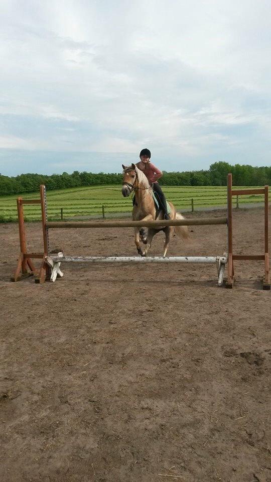 Haflinger Tessie (Tess) billede 17