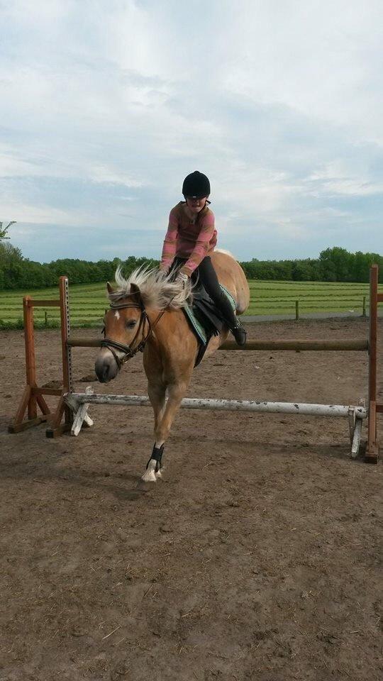 Haflinger Tessie (Tess) billede 18