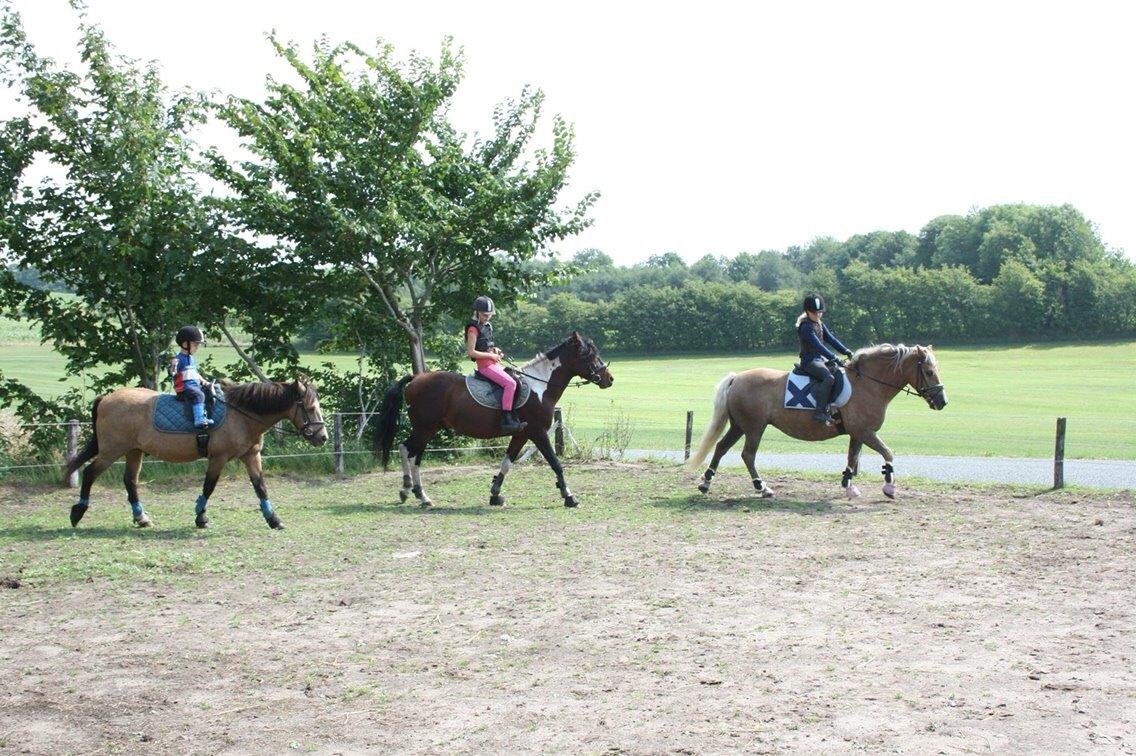 Haflinger Tessie (Tess) billede 20