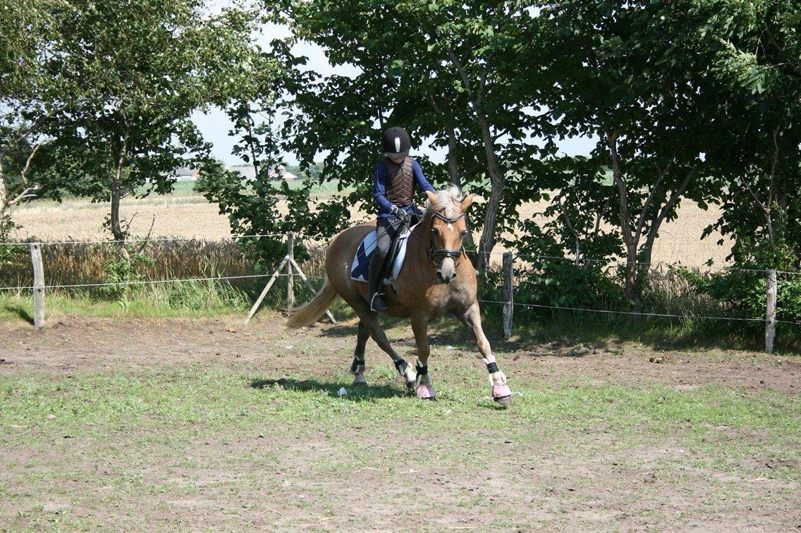 Haflinger Tessie (Tess) billede 19