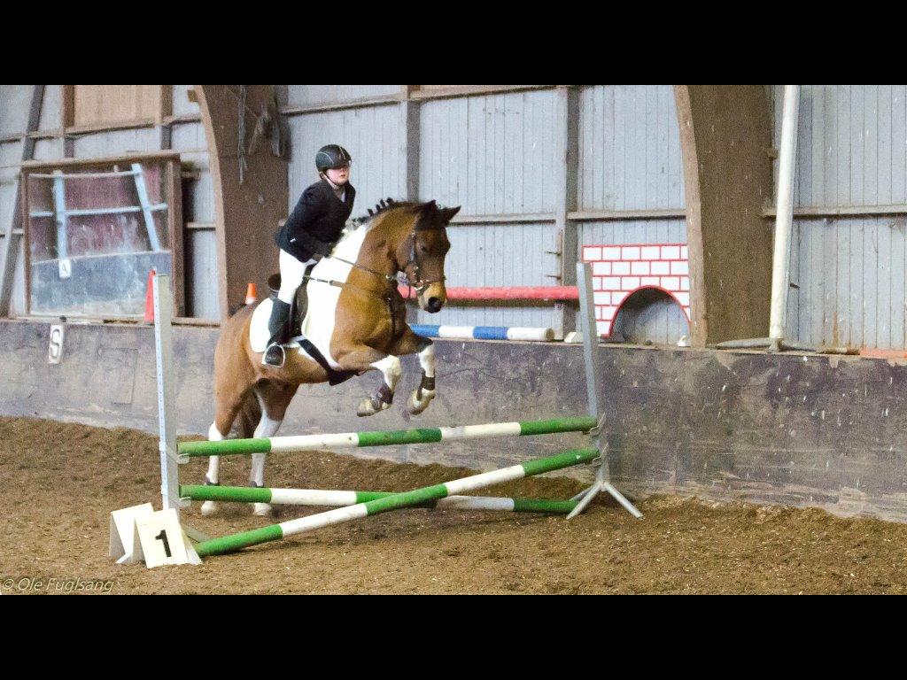 Pinto Maximus Jones billede 17