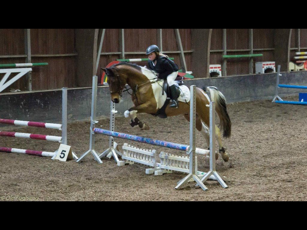 Pinto Maximus Jones billede 18