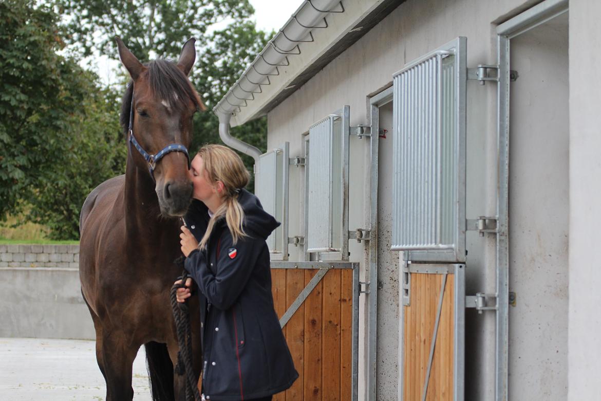 Svensk Varmblod Garinja billede 2
