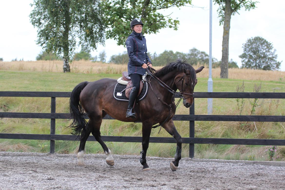 Svensk Varmblod Garinja billede 3