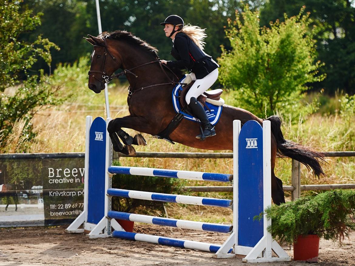 Svensk Varmblod Garinja billede 1