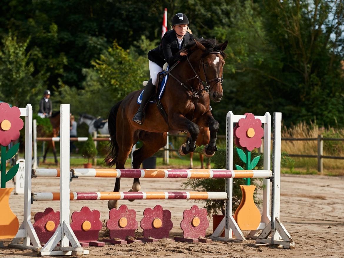 Svensk Varmblod Garinja billede 5