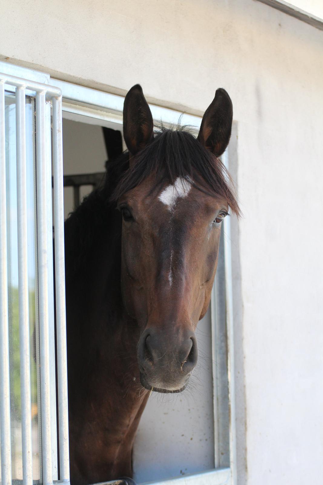 Svensk Varmblod Garinja billede 6