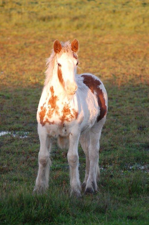Irish Cob ITS Hazel billede 18