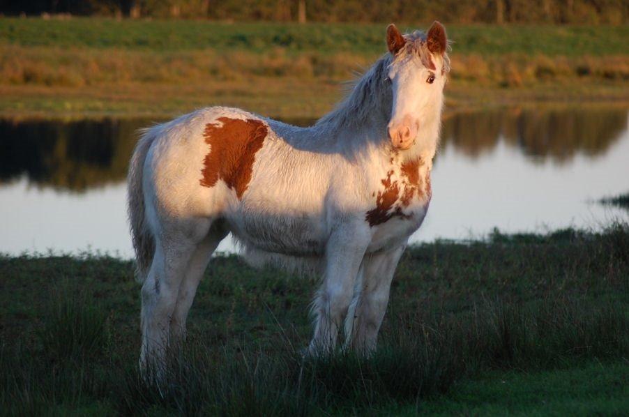 Irish Cob ITS Hazel billede 19