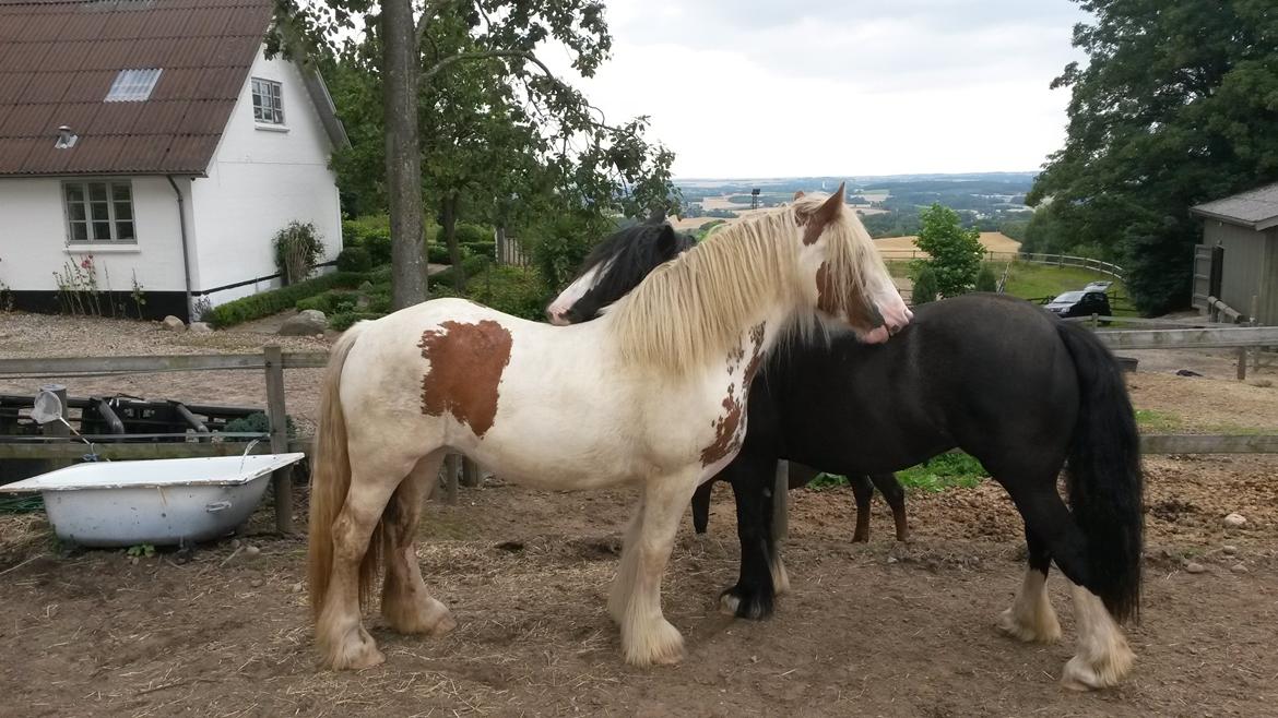 Irish Cob ITS Hazel - Lige kommet hjem fra hingst, August 2015 billede 2