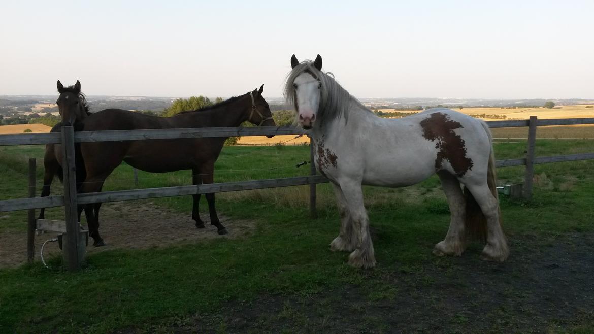 Irish Cob ITS Hazel - August  2015 billede 1