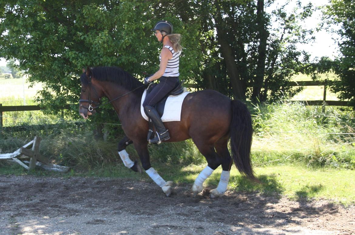 Welsh Cob (sec D) Kildegaards Chester billede 6