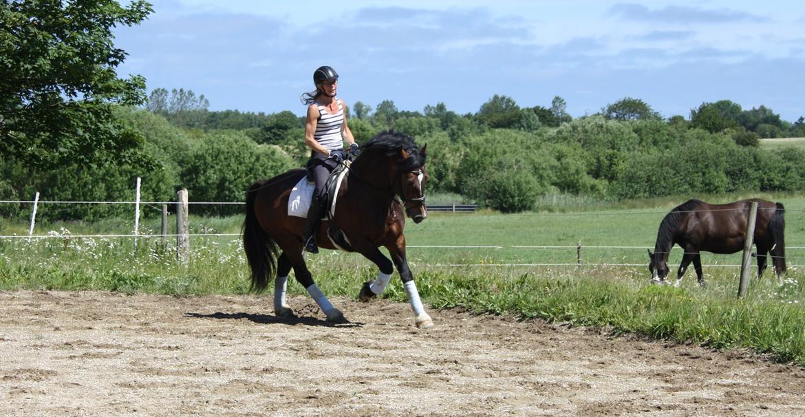 Welsh Cob (sec D) Kildegaards Chester billede 5