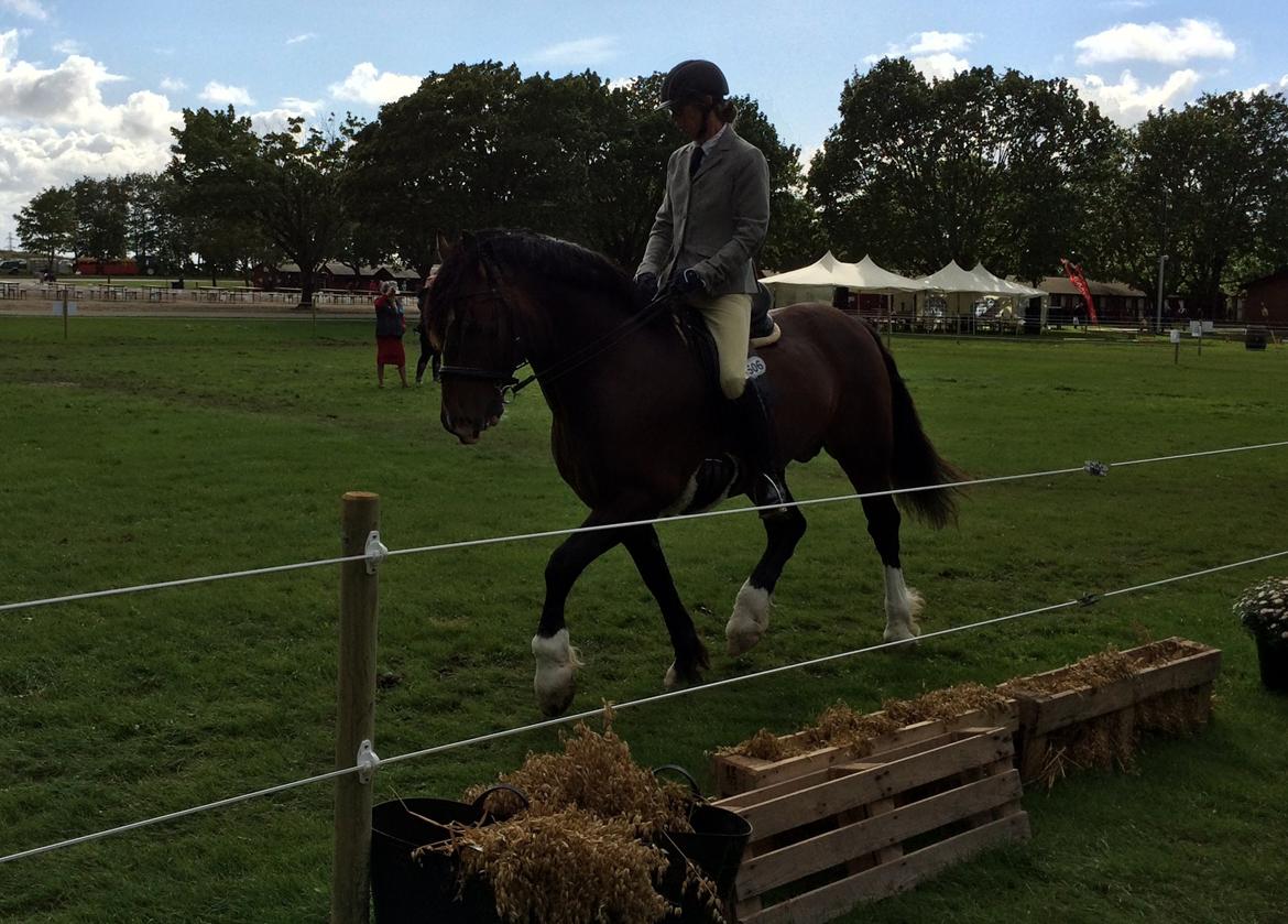 Welsh Cob (sec D) Kildegaards Chester billede 8