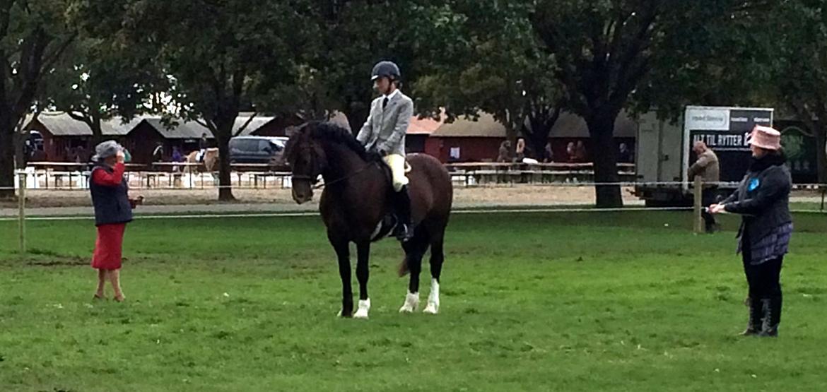 Welsh Cob (sec D) Kildegaards Chester billede 9