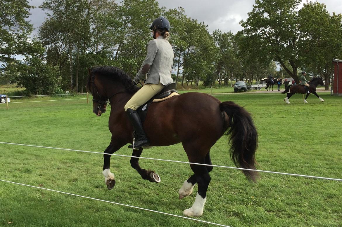 Welsh Cob (sec D) Kildegaards Chester billede 7