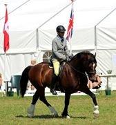 Welsh Cob (sec D) Kildegaards Chester billede 3