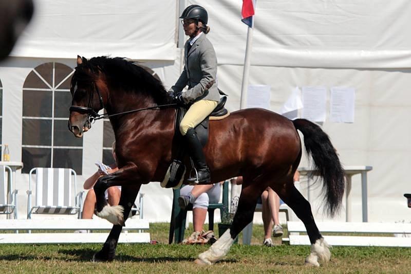 Welsh Cob (sec D) Kildegaards Chester billede 4