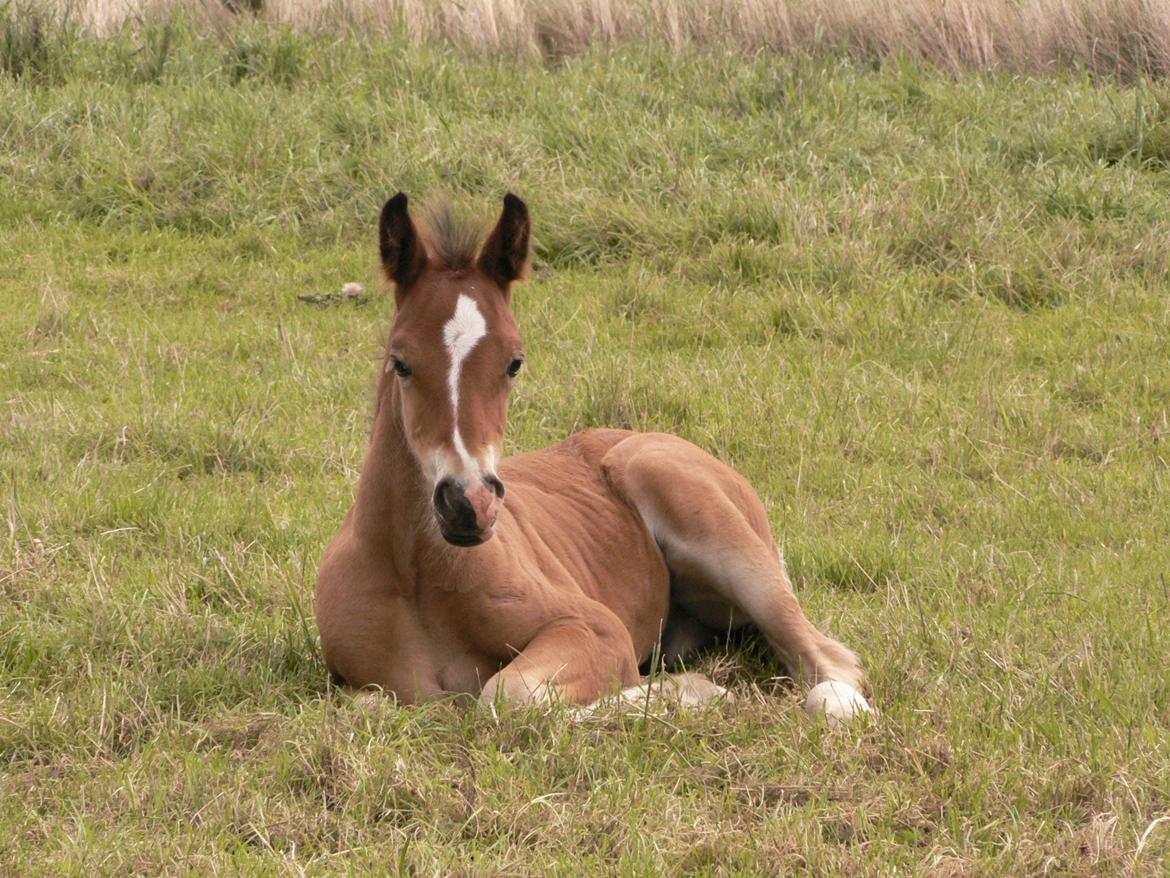 Welsh Cob (sec D) Kildegaards Chester - Chester som føl billede 18