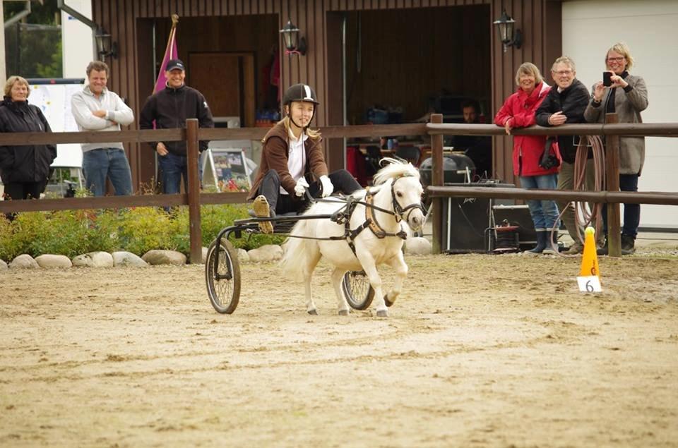 Amerikansk Miniature Teglmosens Sundance Whiz - DMHF Cup 2 d. 12-9-15  2. Plads  billede 27