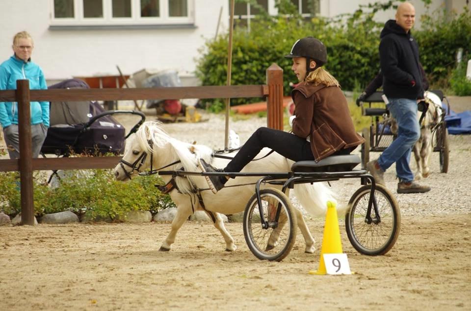 Amerikansk Miniature Teglmosens Sundance Whiz - DMHF Cup 2 d. 12-9-15  2. Plads  billede 28