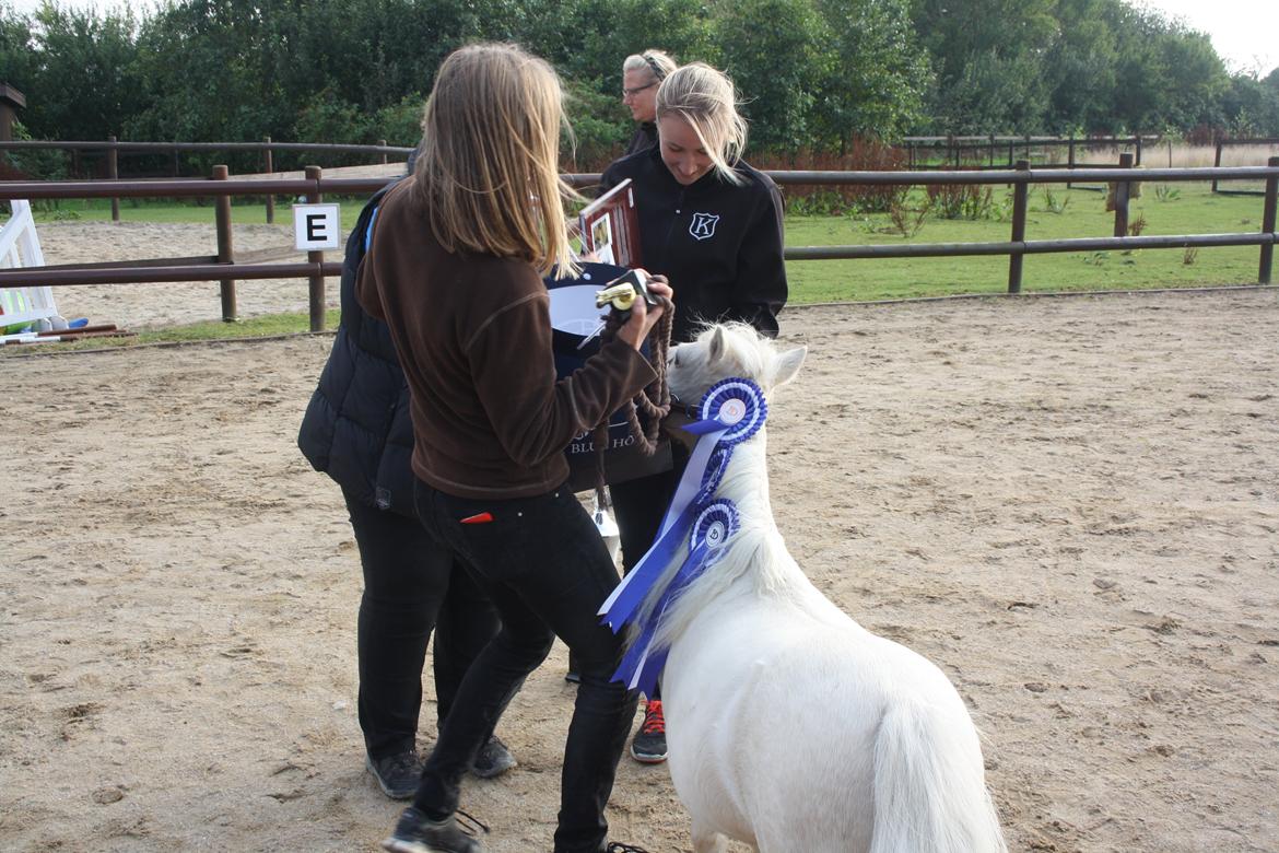 Amerikansk Miniature Teglmosens Sundance Whiz - DMHF Cup 2 d. 12-9-15  2 bedste spring- og allroundhest 2015 billede 32