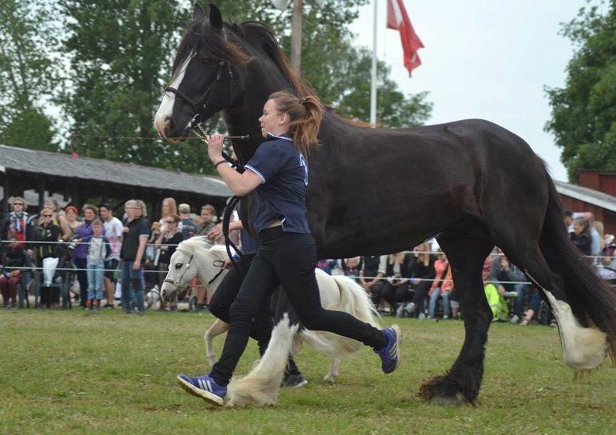 Amerikansk Miniature Teglmosens Sundance Whiz - Det Fynske Dyrskue 2015 - Show med Shirehestene billede 39