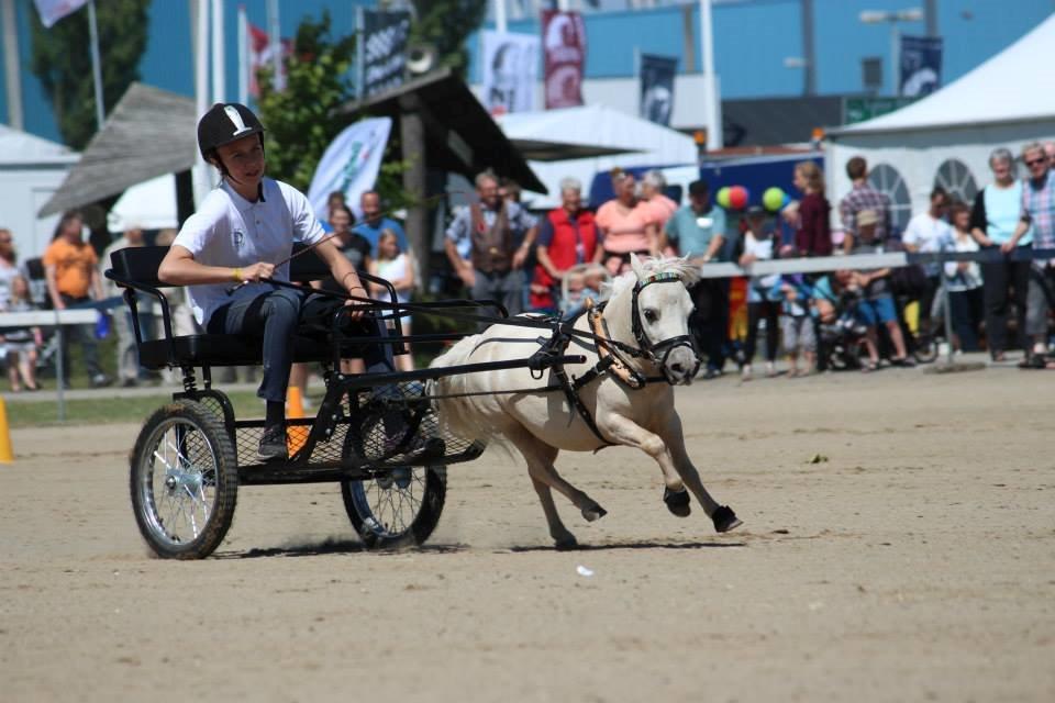 Amerikansk Miniature Teglmosens Sundance Whiz - Landsskuet i Herning 2014 - DMHF Show billede 5