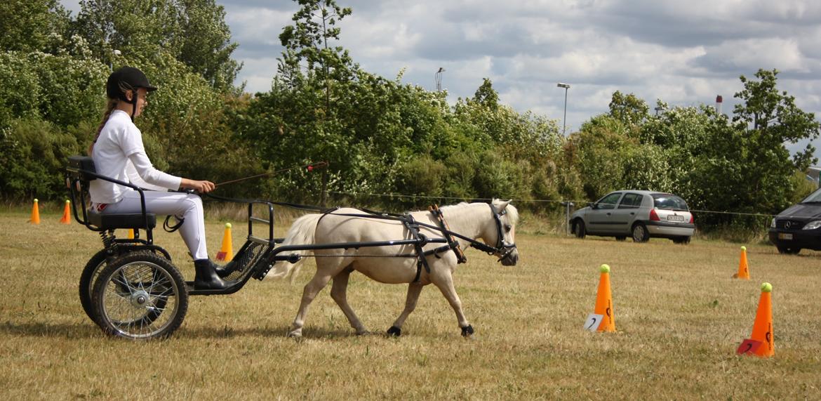 Amerikansk Miniature Teglmosens Sundance Whiz - 2 Afdeling af DMHF Cup, i Nyborg 
- 6 plads billede 45