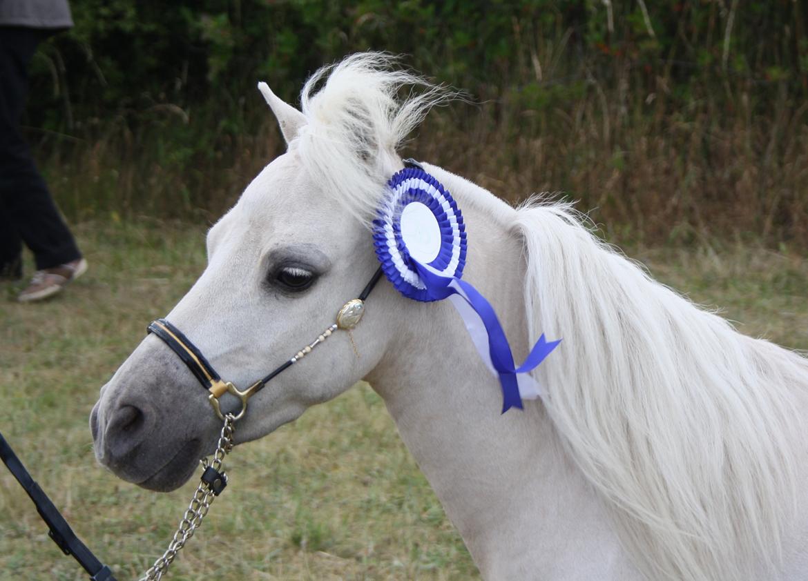 Amerikansk Miniature Teglmosens Sundance Whiz - 2 Afdeling af DMHF Cup, i Nyborg 
- 2 plads billede 48