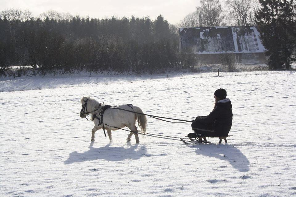 Amerikansk Miniature Teglmosens Sundance Whiz - Sonne og jeg på tur - Vinteren 2014 billede 49