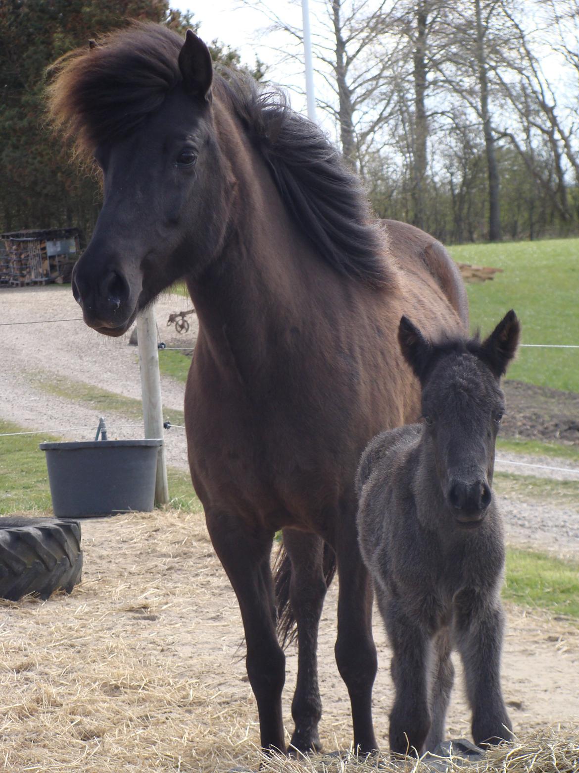 Islænder Fina fra Døesbæk billede 24