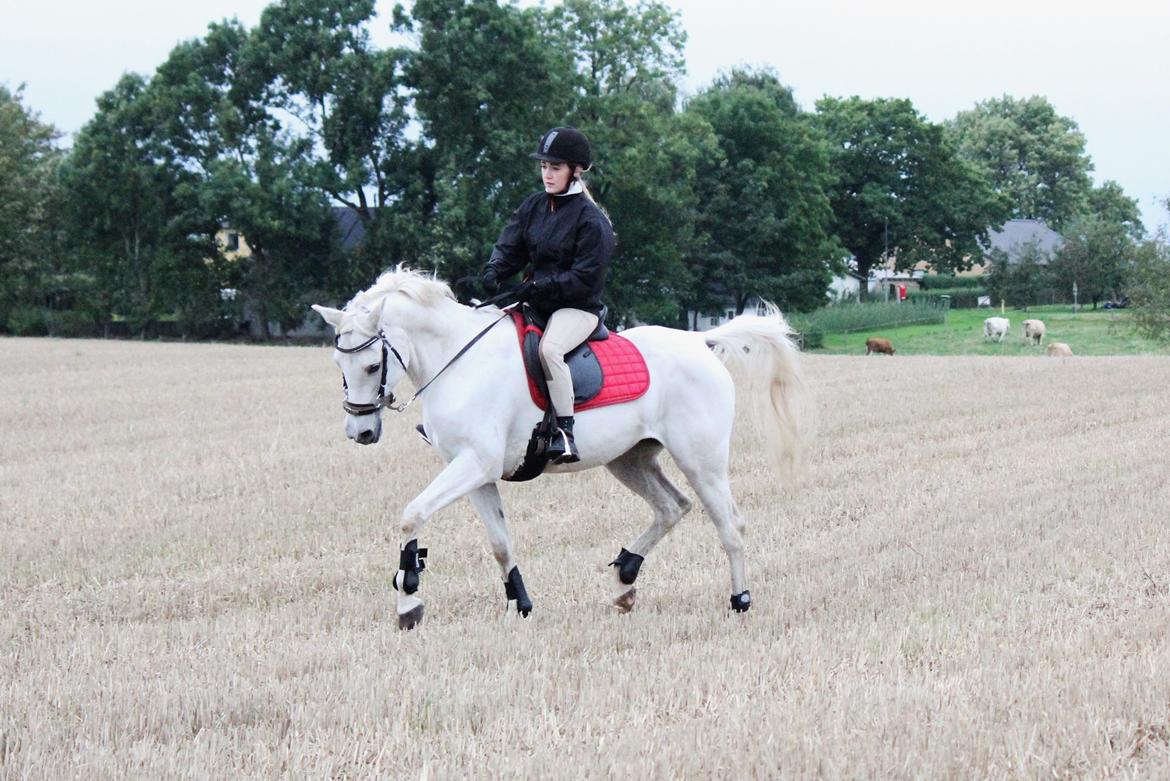 Sportsaraber (A) Jacklyn billede 38