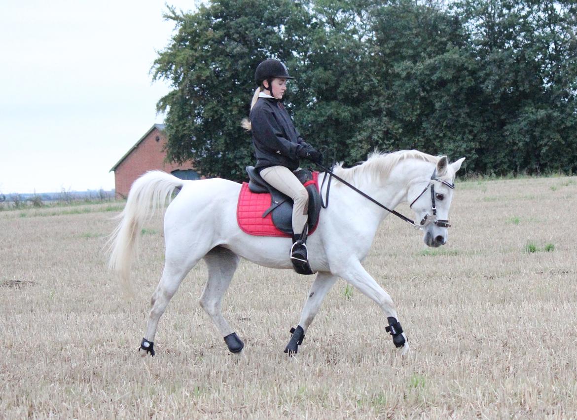 Sportsaraber (A) Jacklyn billede 39