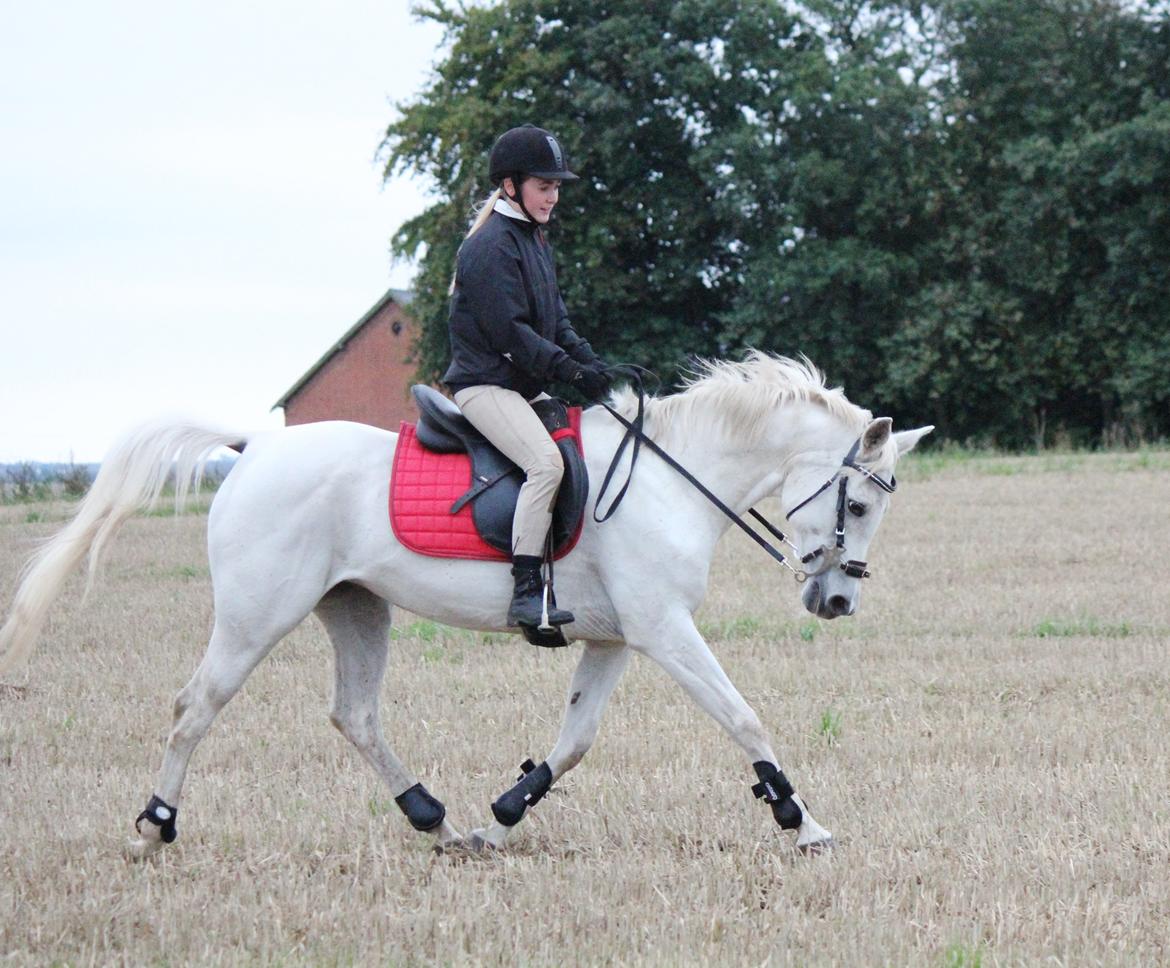 Sportsaraber (A) Jacklyn billede 42