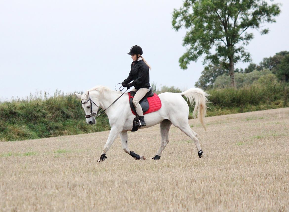 Sportsaraber (A) Jacklyn billede 43