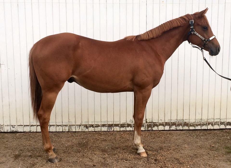 Quarter Macs Good N Powerful billede 2