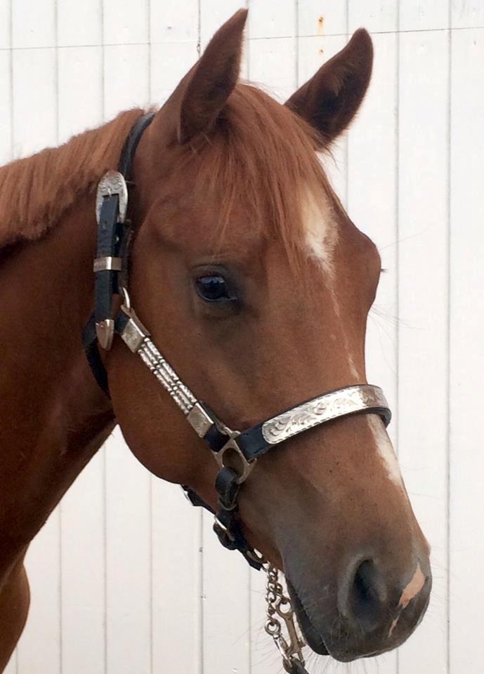 Quarter Macs Good N Powerful billede 4