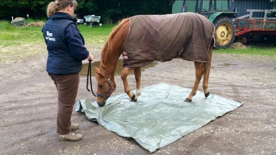 Quarter Macs Good N Powerful billede 8