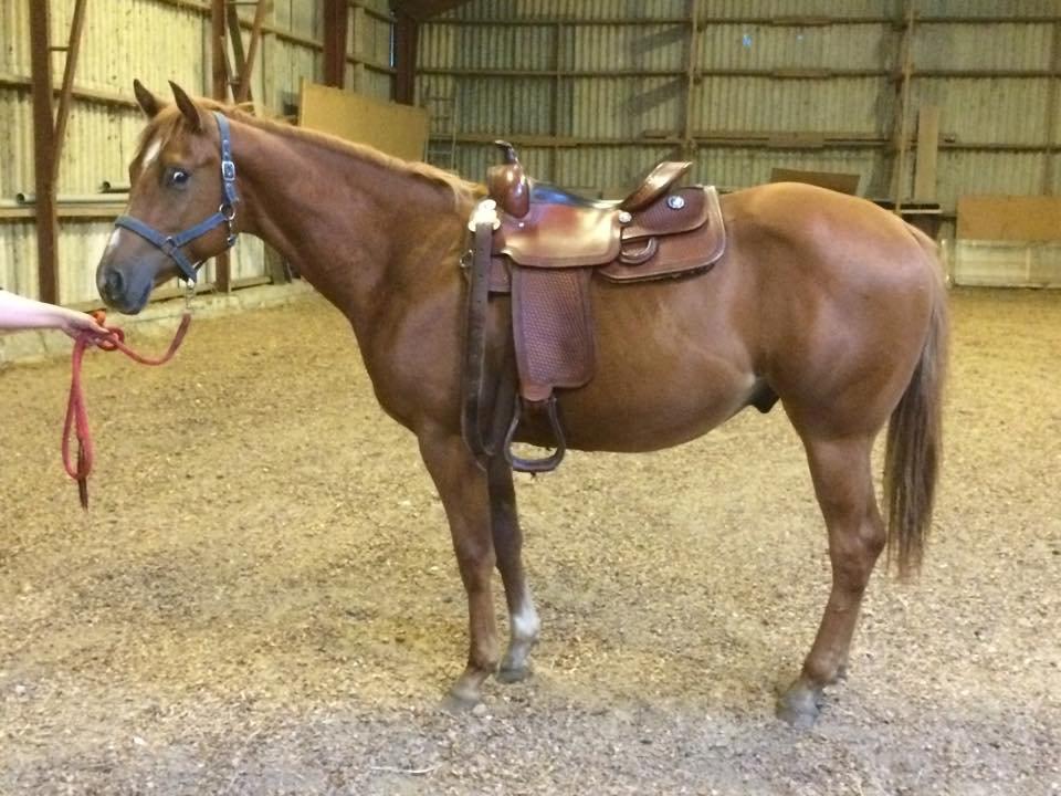 Quarter Macs Good N Powerful billede 10