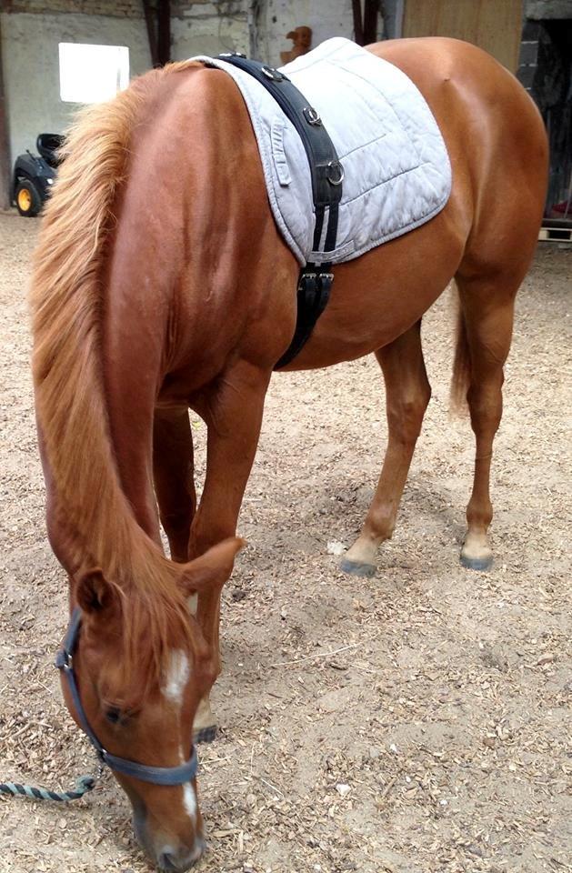 Quarter Macs Good N Powerful billede 9