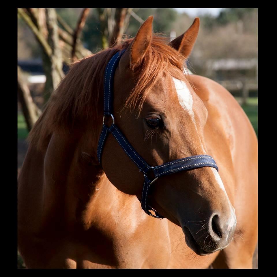 Quarter Macs Good N Powerful billede 1