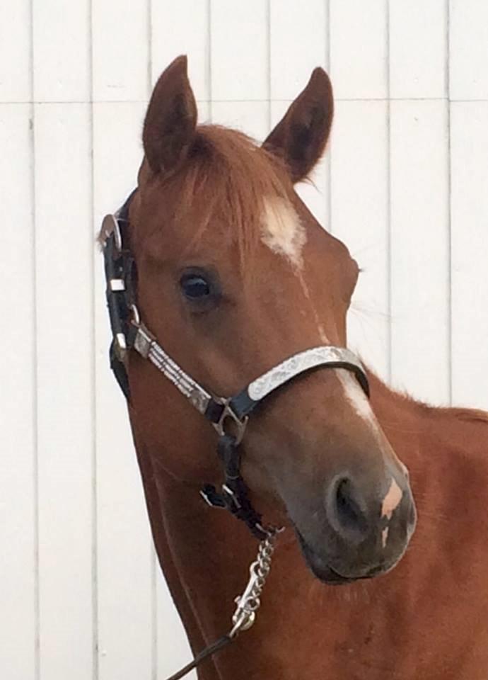 Quarter Macs Good N Powerful billede 3