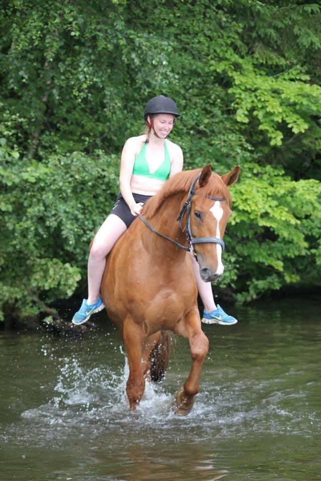 Dansk Varmblod Storgaardens Rialto billede 3