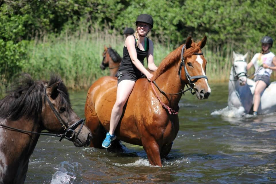 Dansk Varmblod Storgaardens Rialto billede 18