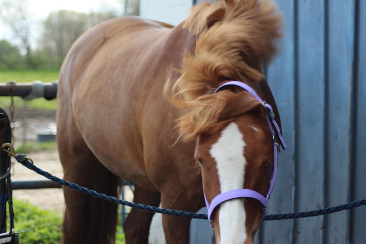 Anden særlig race Eponine!*<3 den bedste pony!<3 billede 16