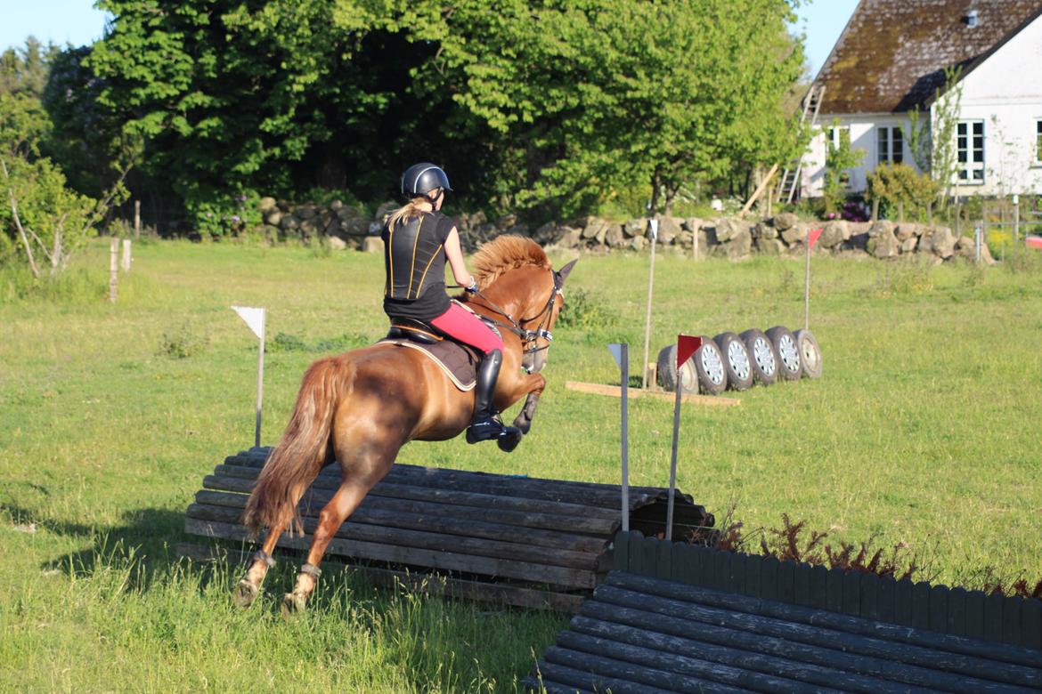 Anden særlig race Eponine!*<3 den bedste pony!<3 billede 18