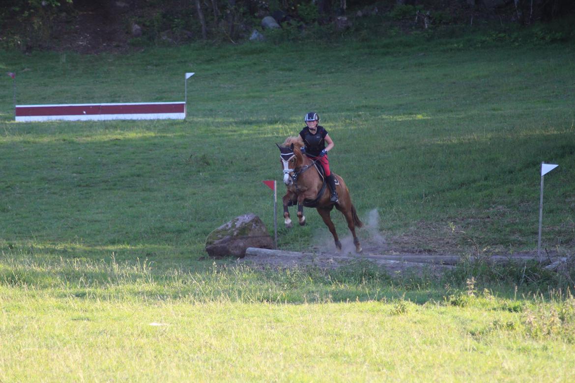 Anden særlig race Eponine!*<3 den bedste pony!<3 billede 19