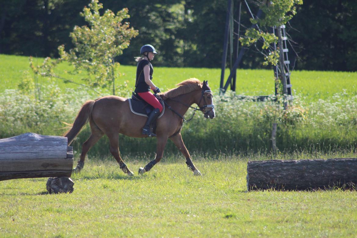 Anden særlig race Eponine!*<3 den bedste pony!<3 billede 17