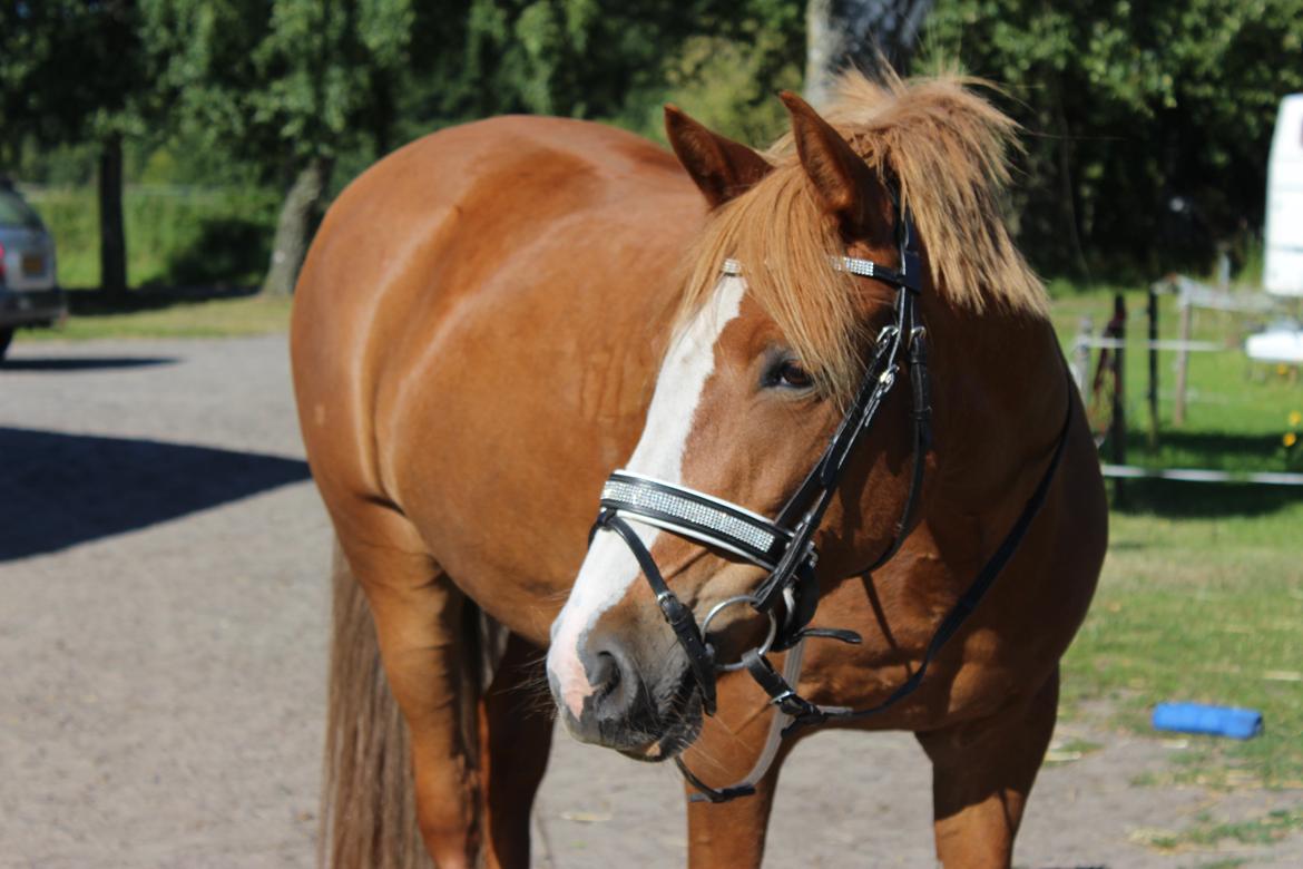 Anden særlig race Eponine!*<3 den bedste pony!<3 billede 21